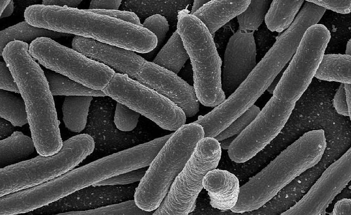 bacterii intestinale