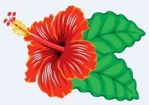 hibiscus